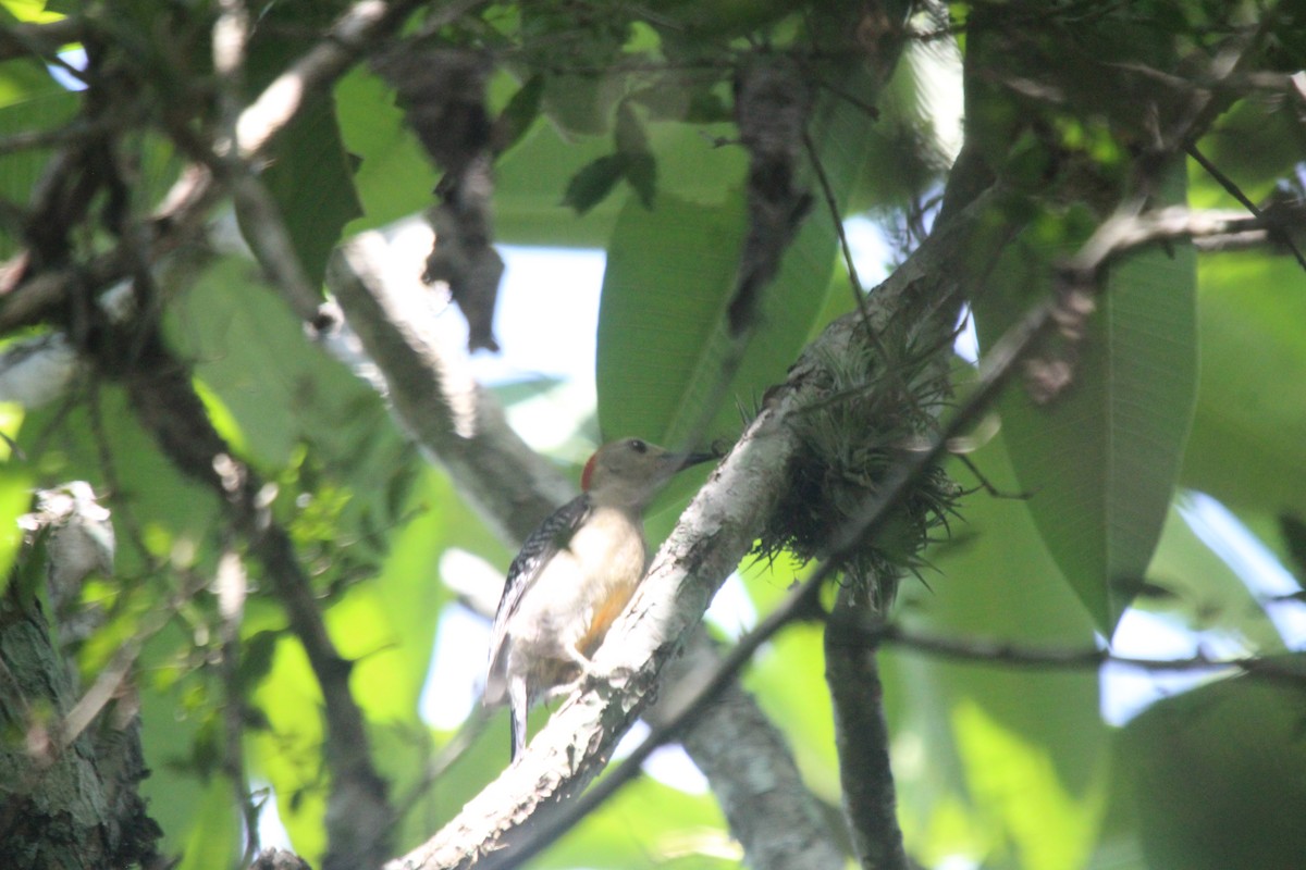 Golden-fronted Woodpecker - ML471845651