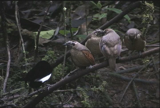 Carola's Parotia - ML471846