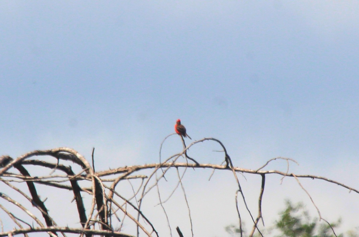 Vermilion Flycatcher - ML471846011