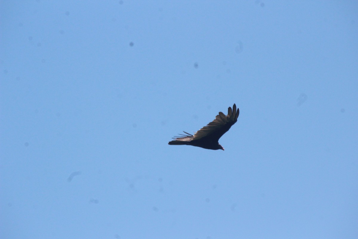 Turkey Vulture - ML471846311