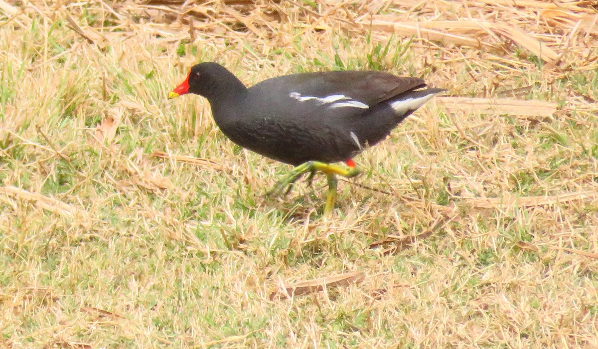 Gallinule poule-d'eau - ML471846741