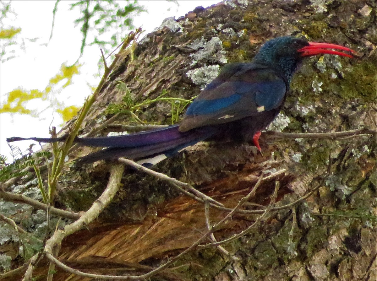 Green Woodhoopoe - ML471847251