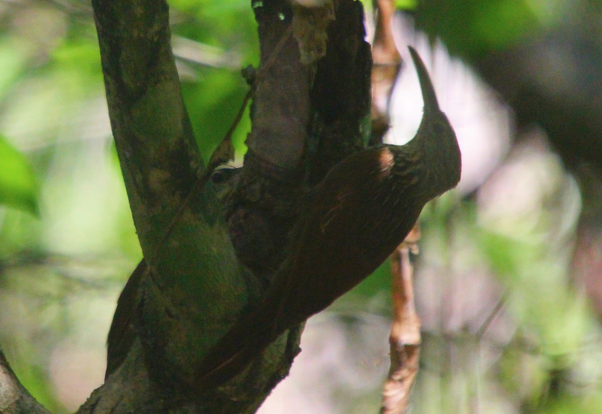 Ivory-billed Woodcreeper - ML471847401
