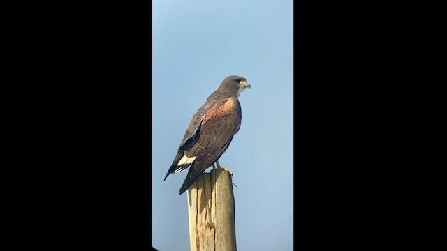 White-tailed Hawk - ML471847671