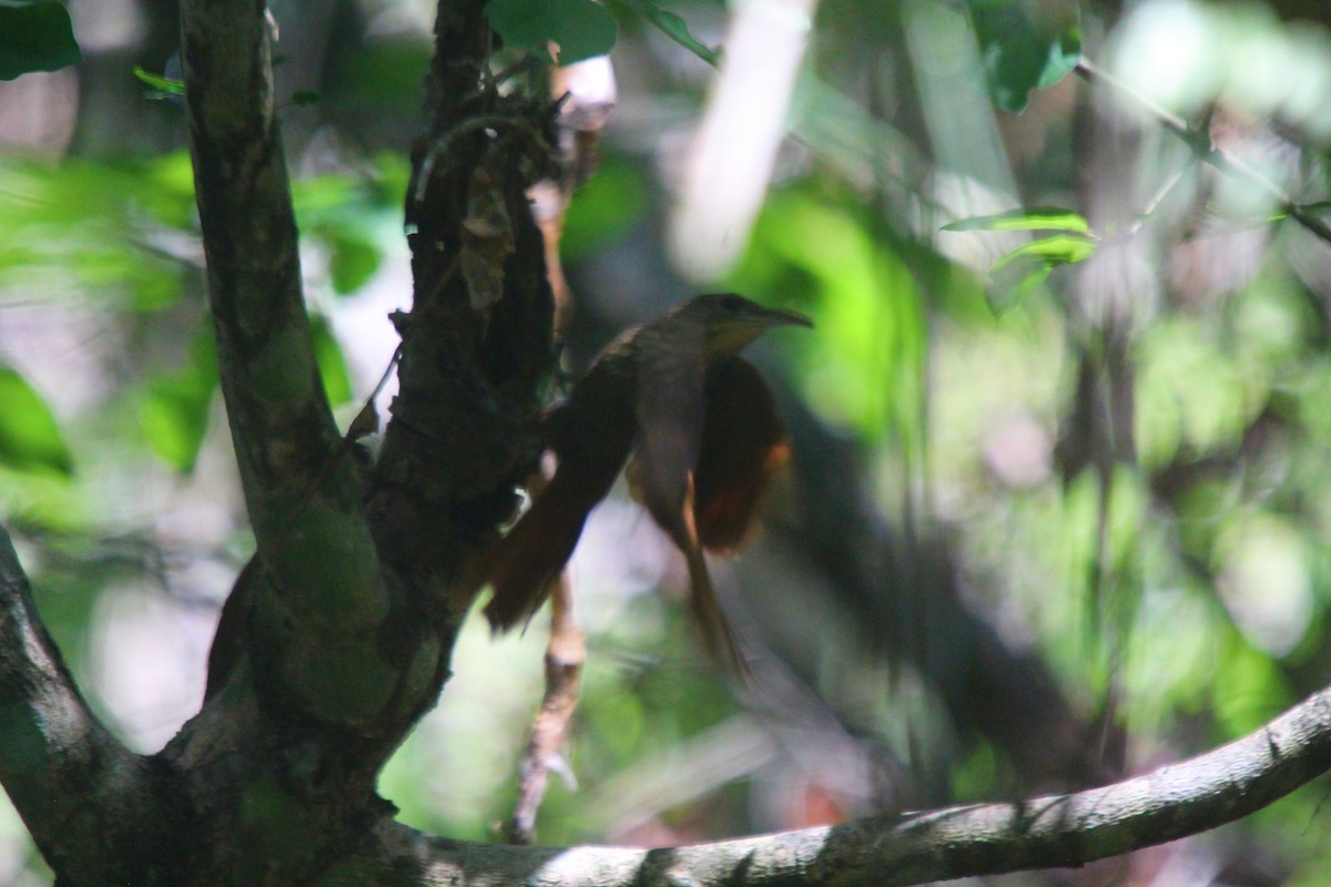 Ivory-billed Woodcreeper - ML471847731