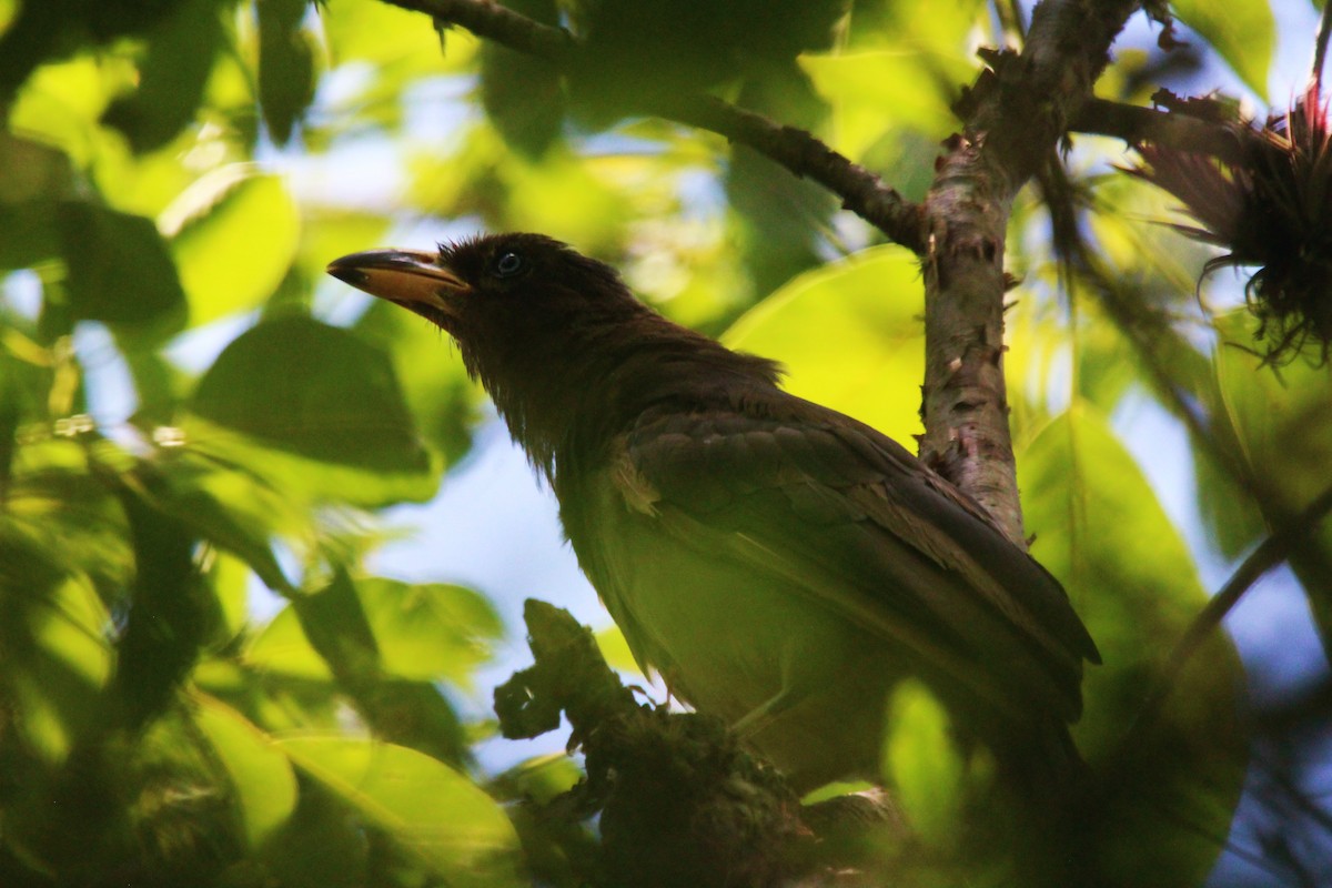 Brown Jay - ML471848171