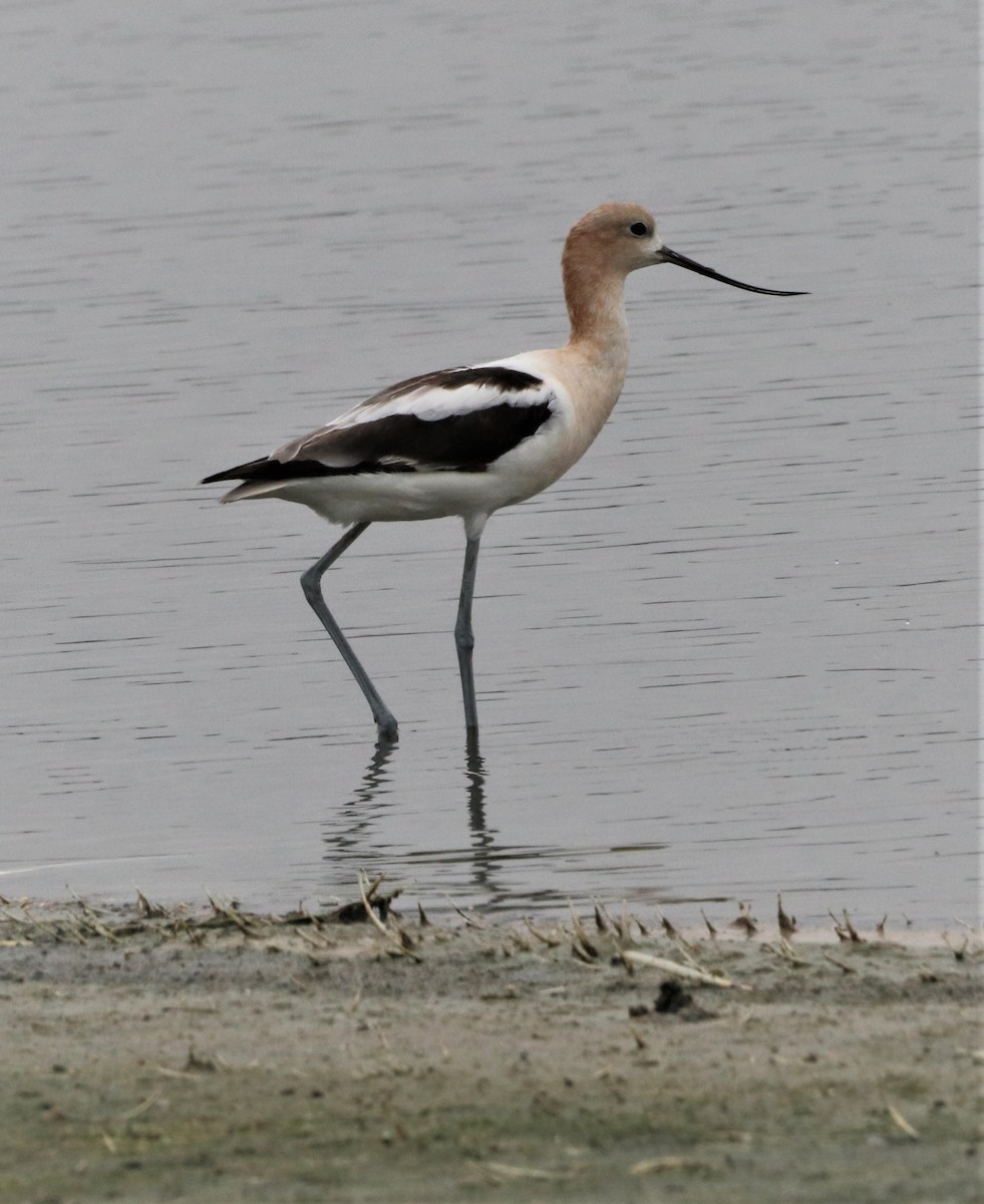 American Avocet - ML471848231