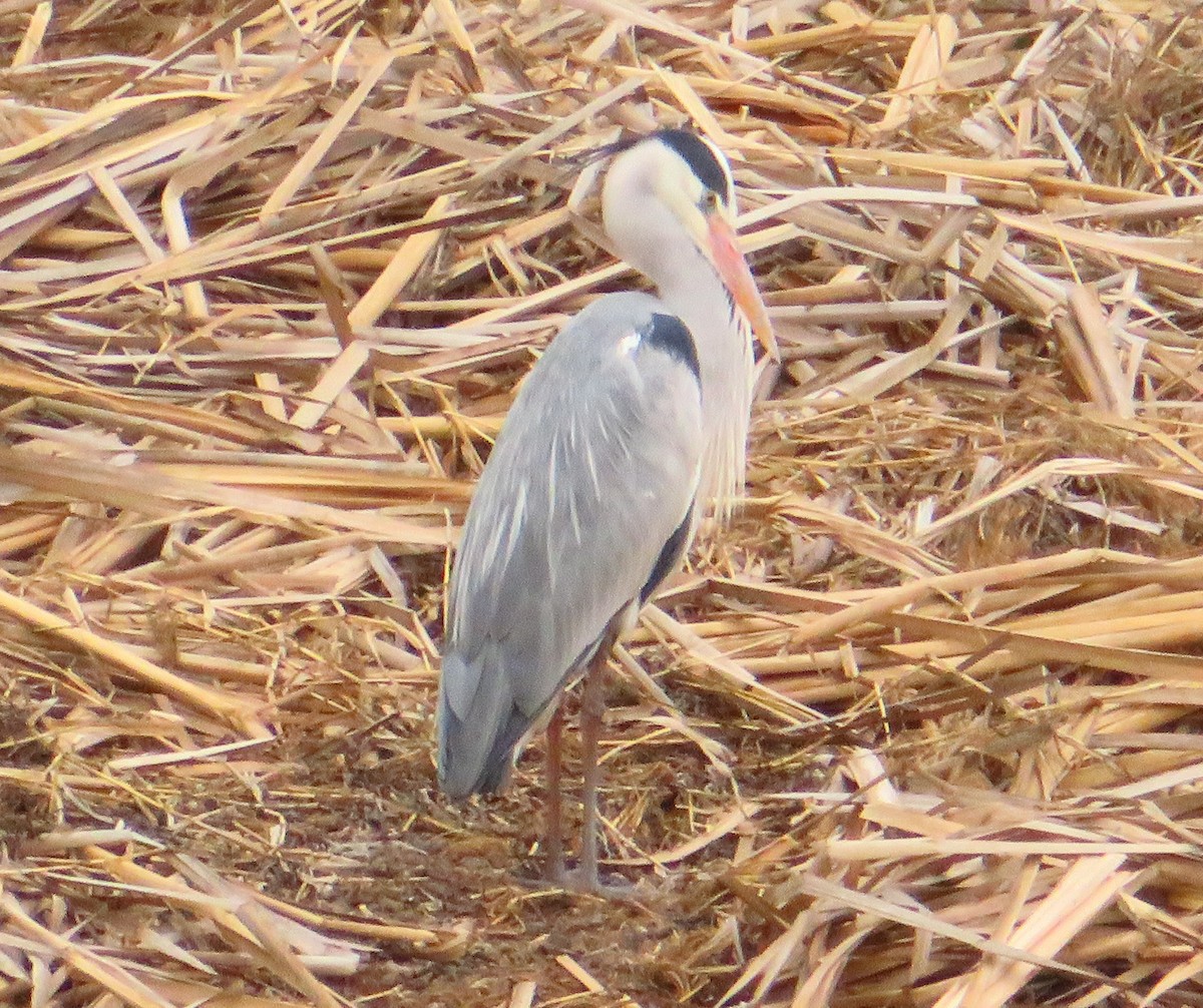 Gray Heron - ML471848301