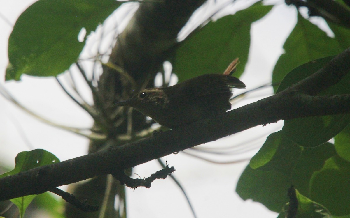 White-bellied Wren - ML471848601