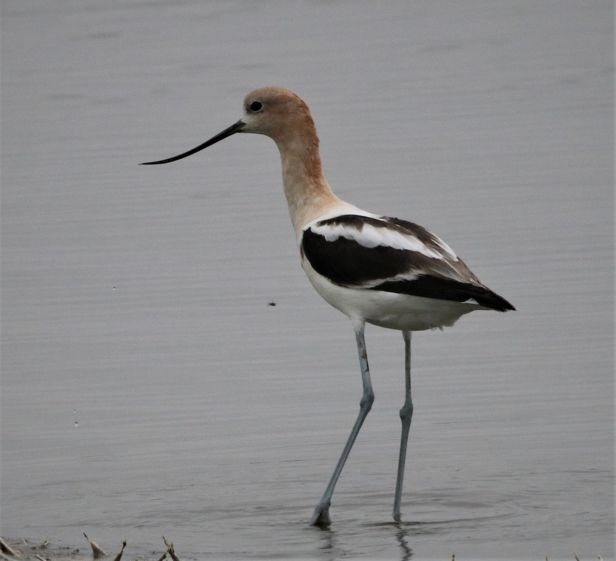 American Avocet - ML471848651