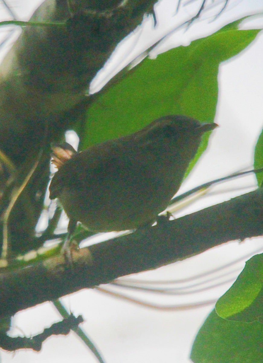 White-bellied Wren - ML471848891