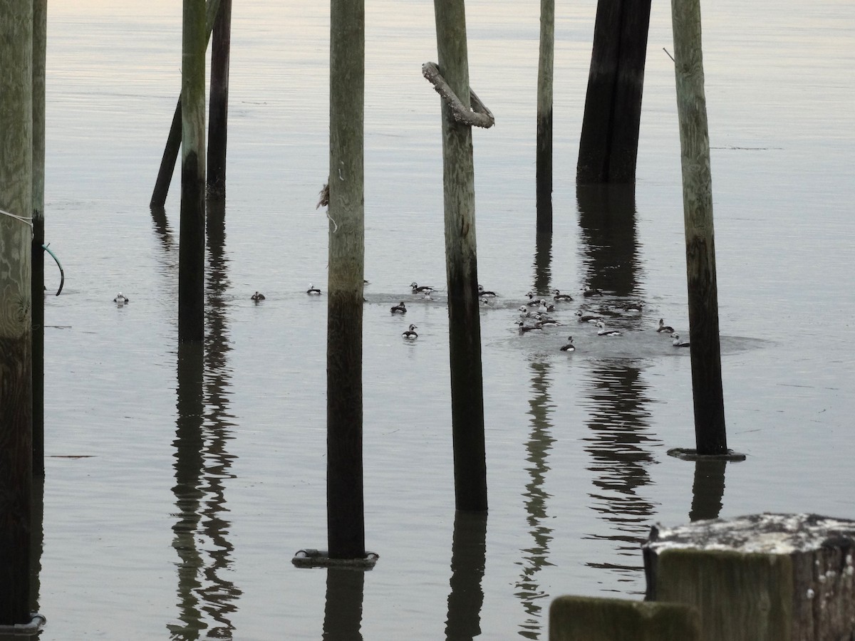 Long-tailed Duck - Sandra Keller