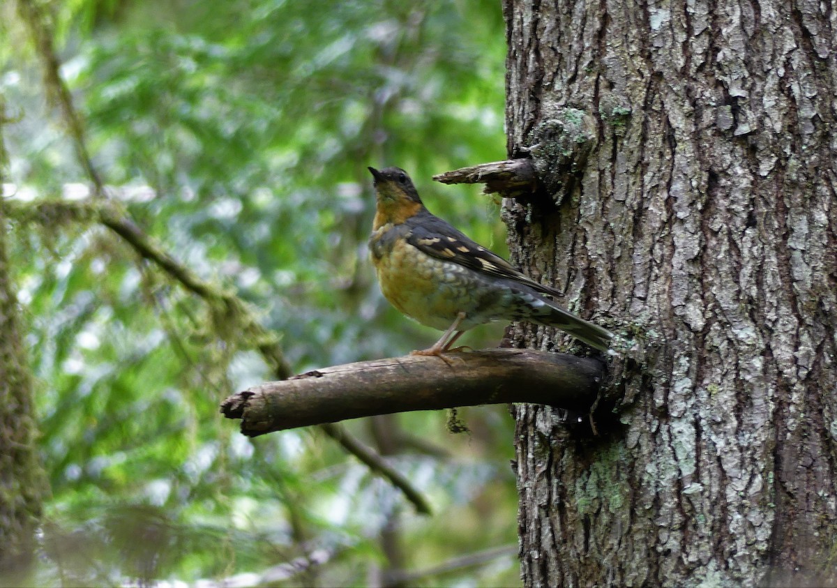 Varied Thrush - ML471849131