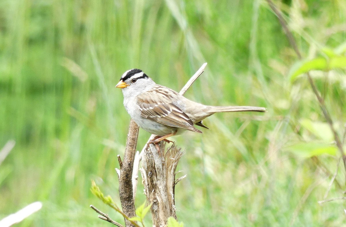 White-crowned Sparrow - ML471849351