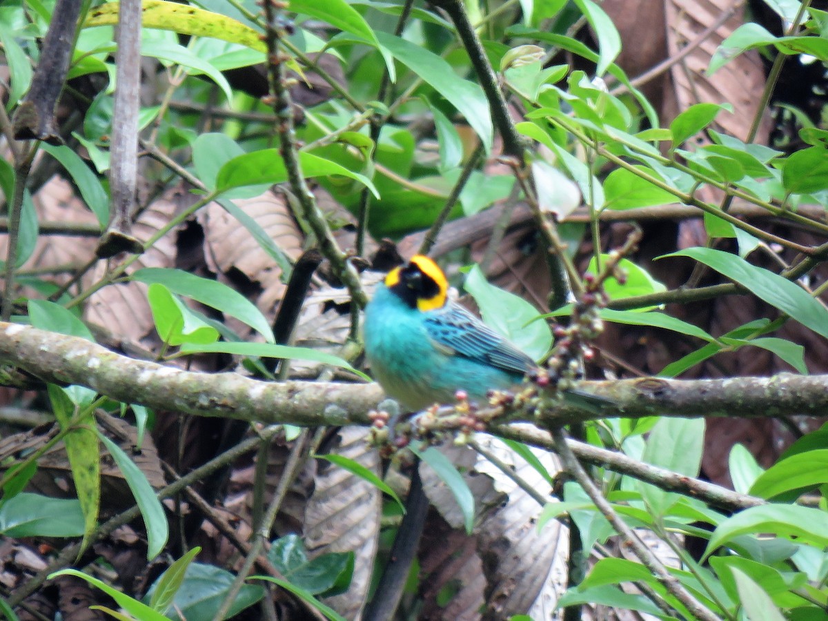 Saffron-crowned Tanager - ML471849861
