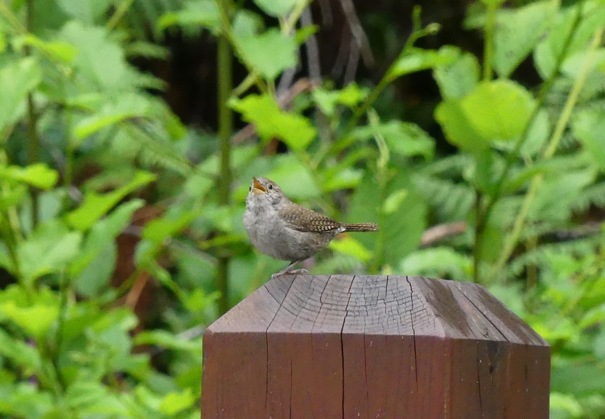 House Wren - ML471850341