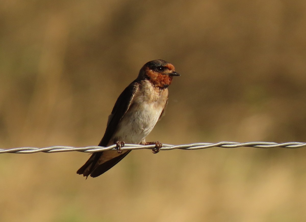 Cliff Swallow (melanogaster) - Mark Stevenson