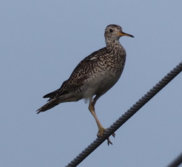 Upland Sandpiper - David Cunningham