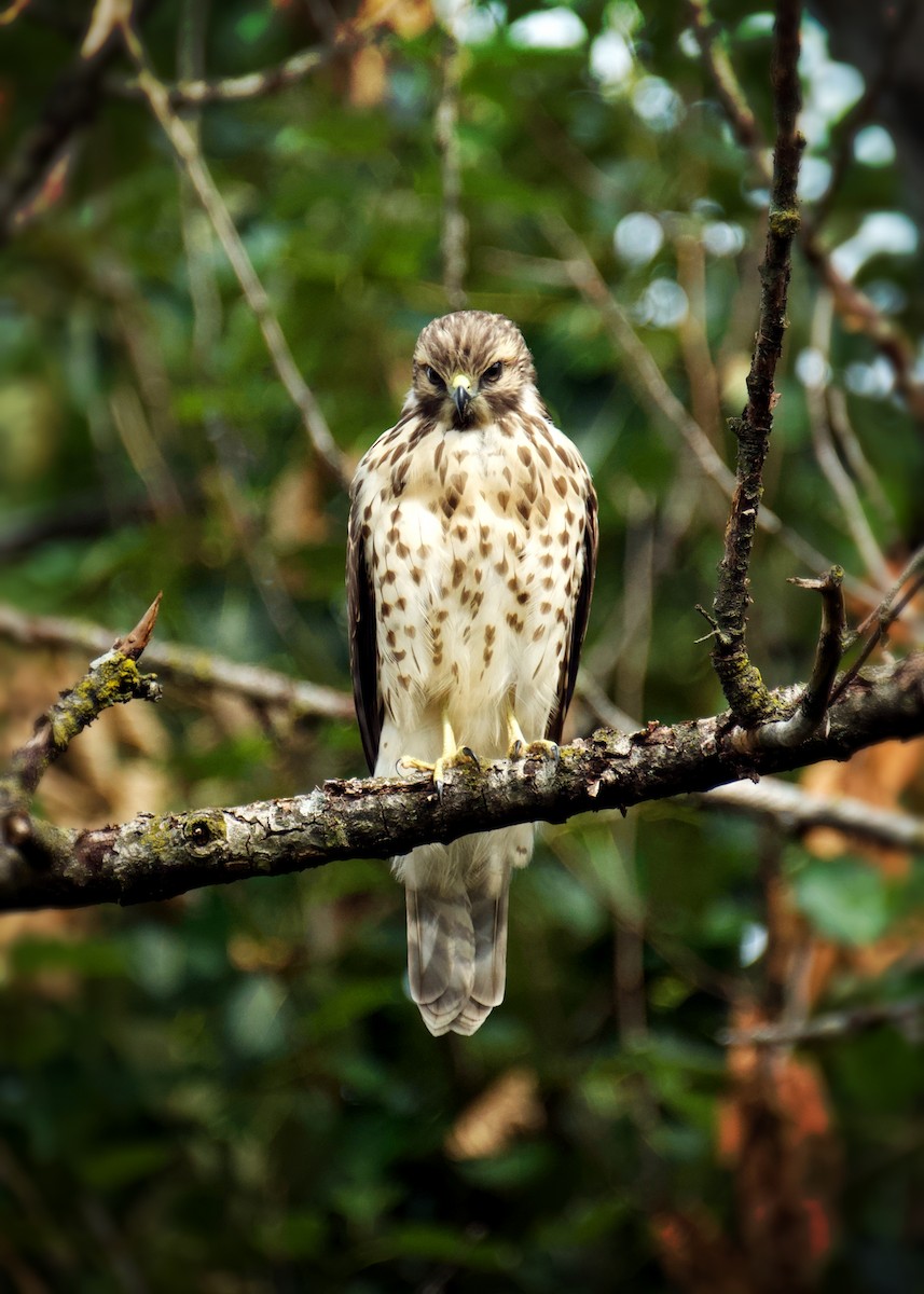 Red-shouldered Hawk - Leesa Gehman