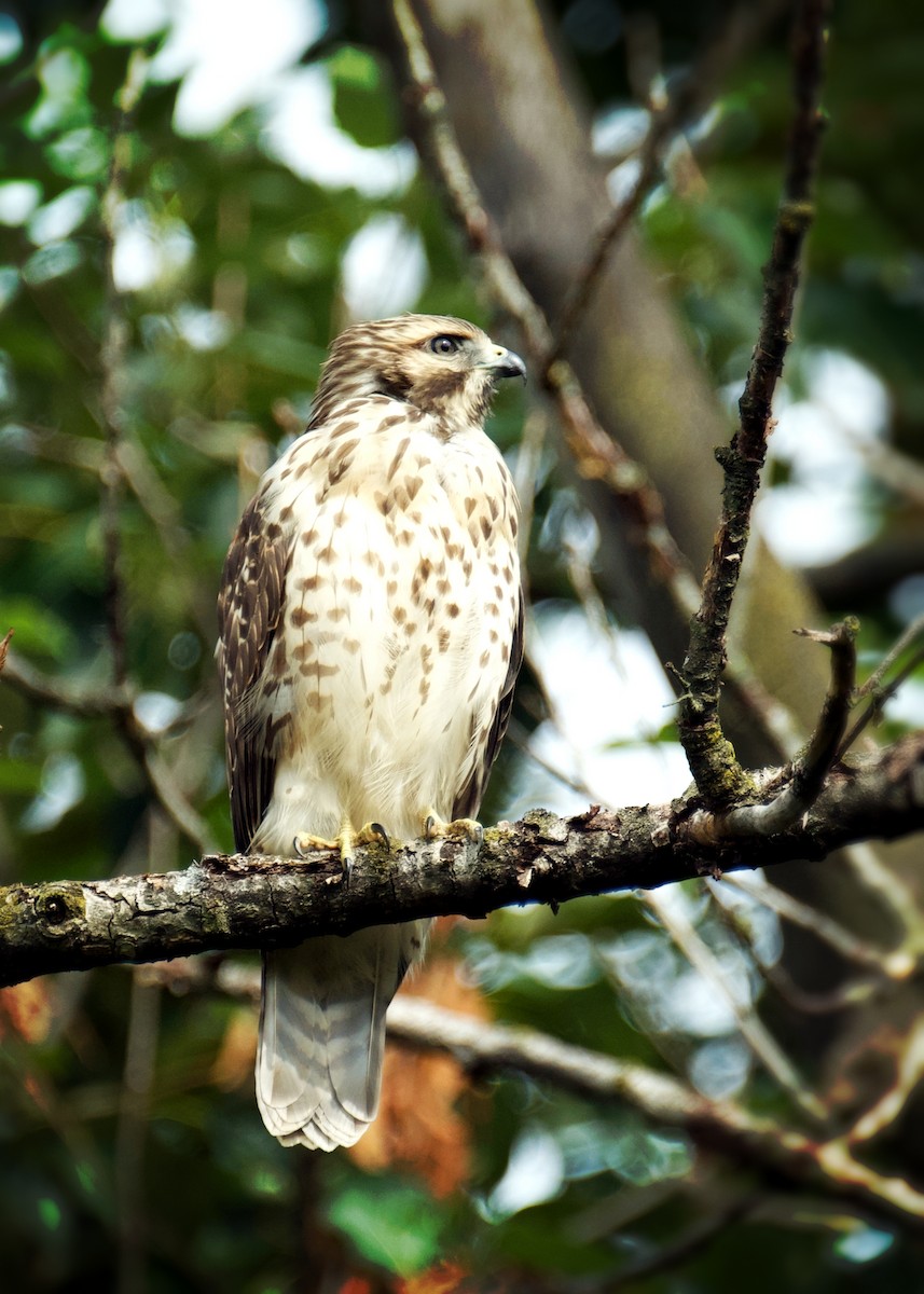 Red-shouldered Hawk - ML471853001