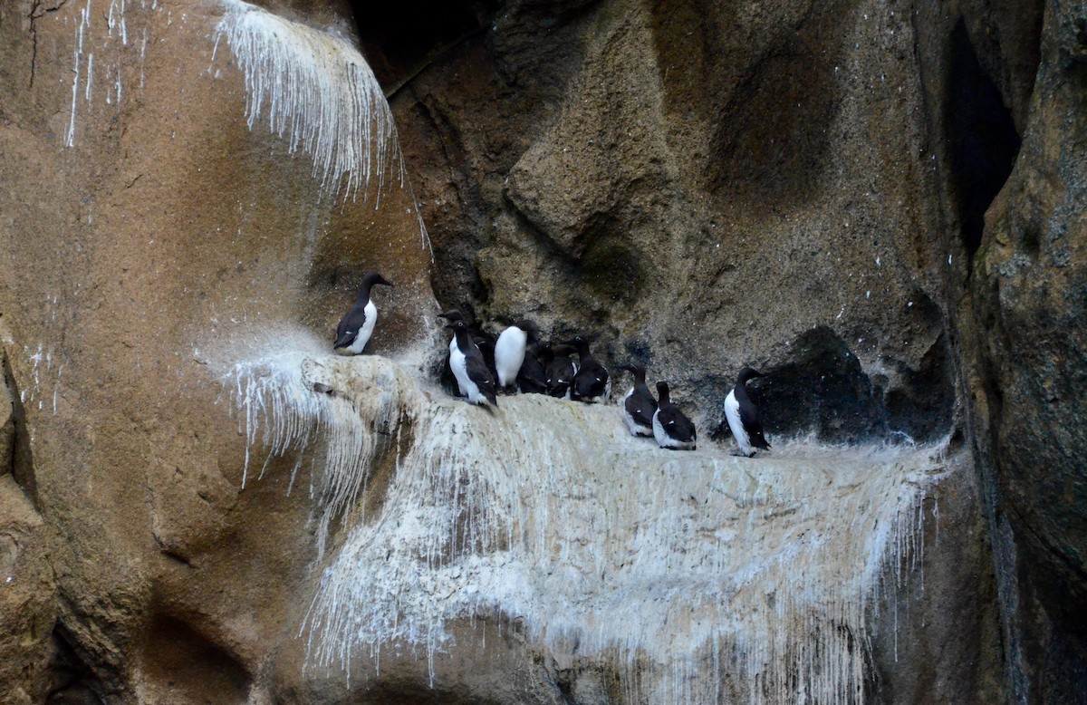 Common Murre - ML471853231
