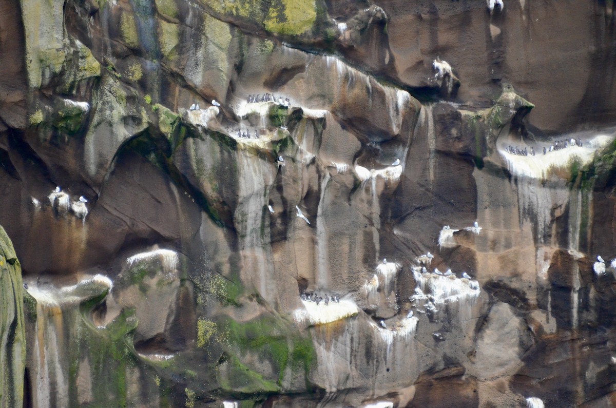 Common Murre - ML471853271