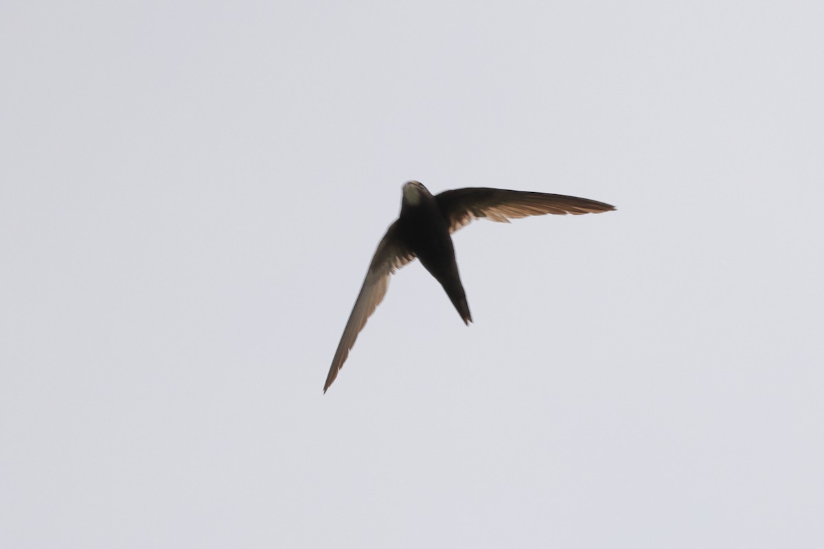 Common Swift - ML471855231