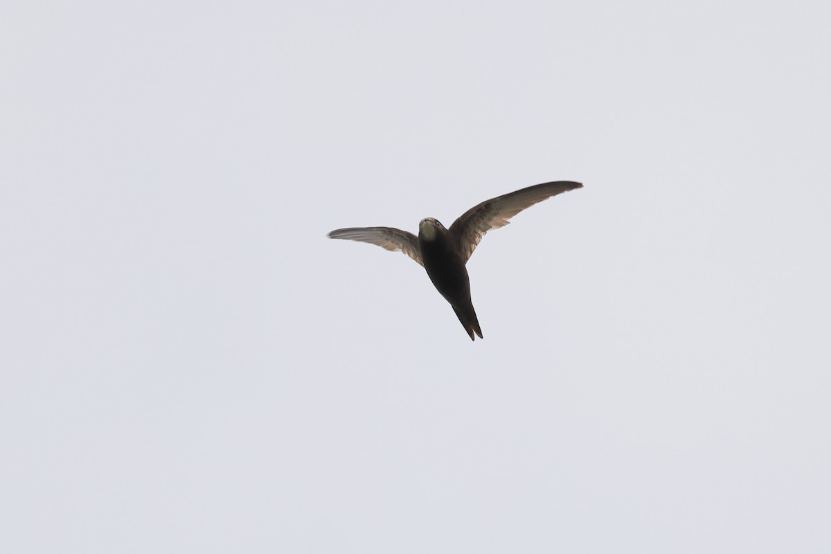 Common Swift - ML471855241