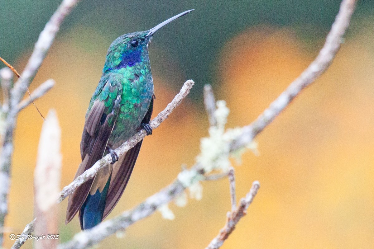 Berg-Veilchenohrkolibri - ML47185581