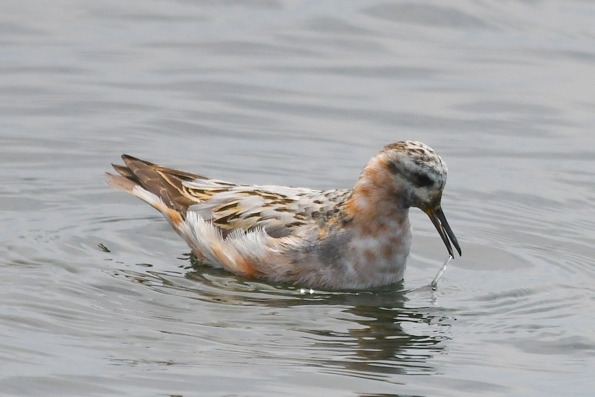 Red Phalarope - Michael Pierson