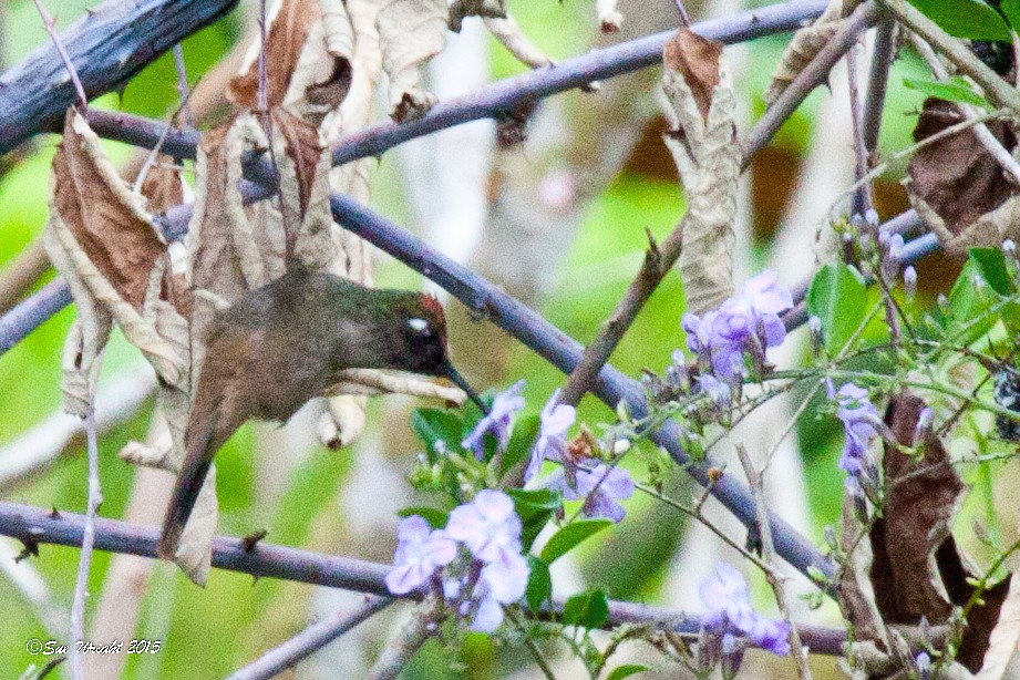 Santa Marta Blossomcrown - ML47185761