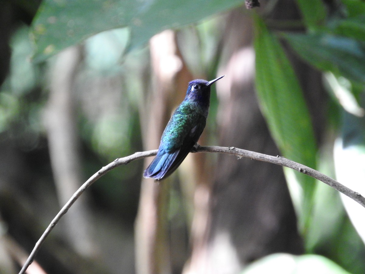 Violet-headed Hummingbird - Jose Bolaños