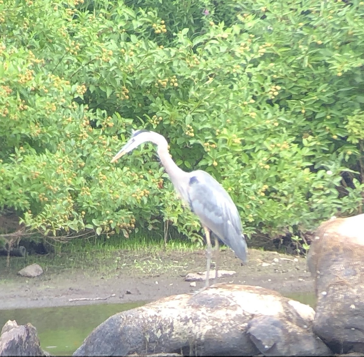 Great Blue Heron - ML471860391