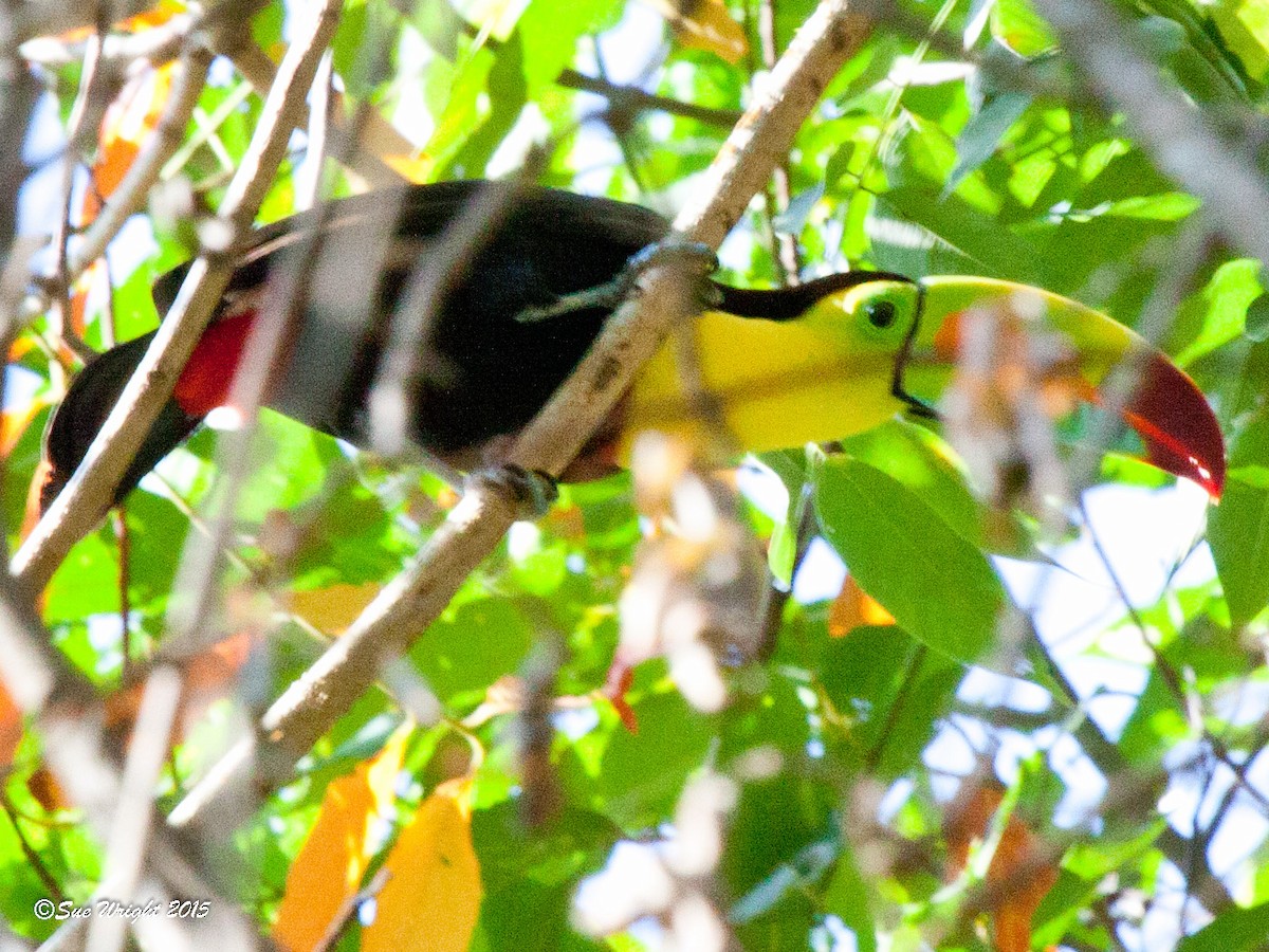 Keel-billed Toucan - ML47186181