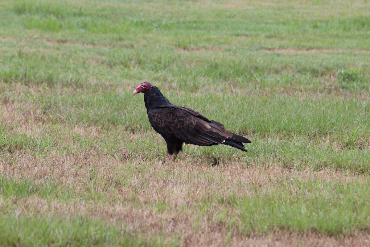 Turkey Vulture - ML471862601