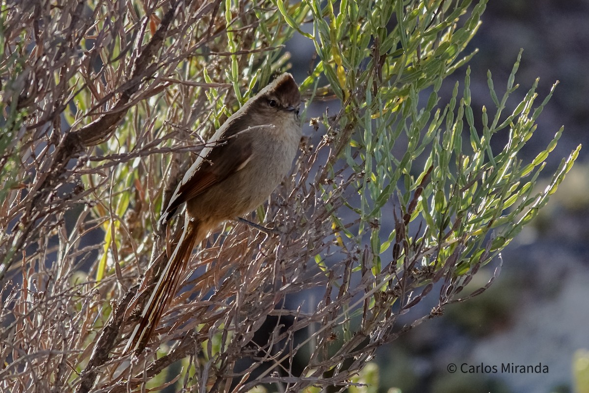 Brown-capped Tit-Spinetail - ML471862641