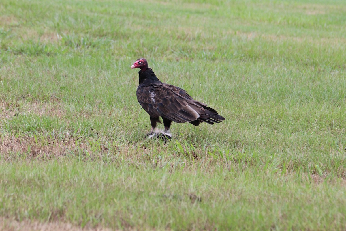 Turkey Vulture - ML471863071