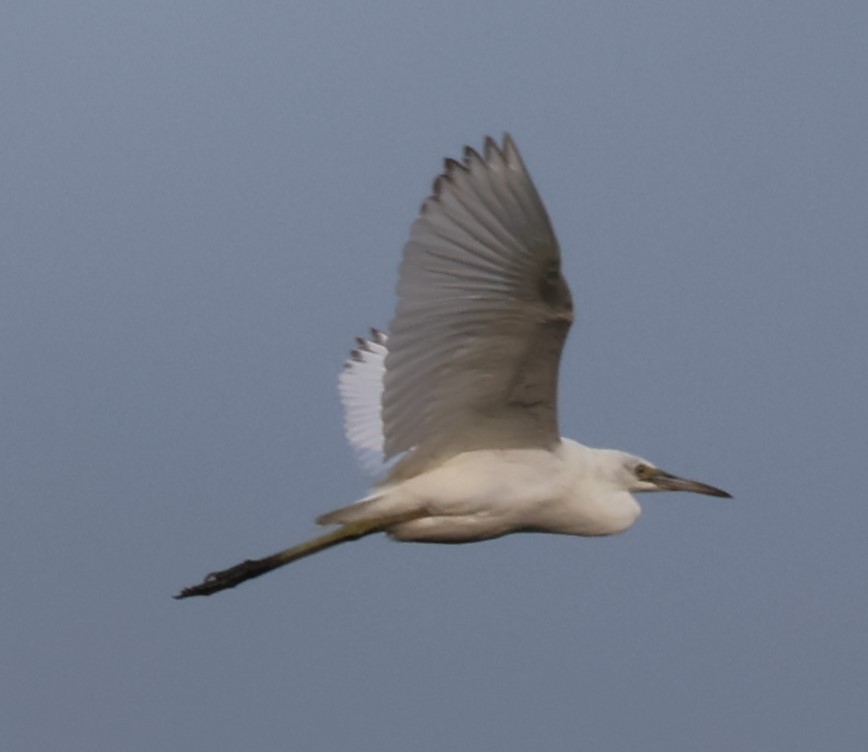 Little Blue Heron - ML471863221