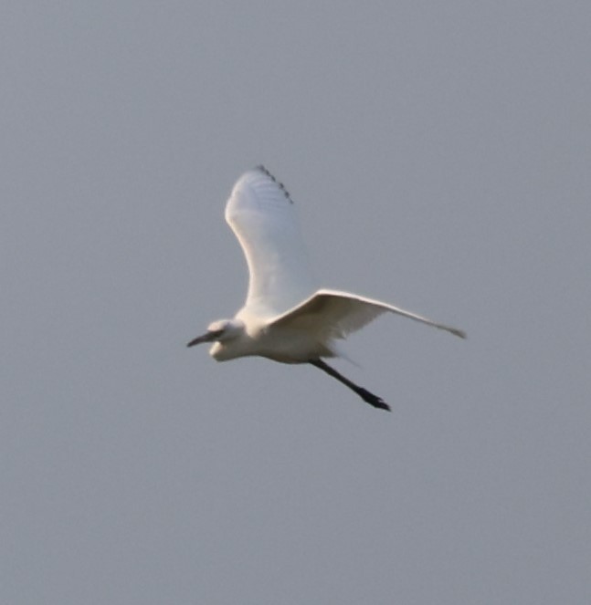 Little Blue Heron - ML471863281