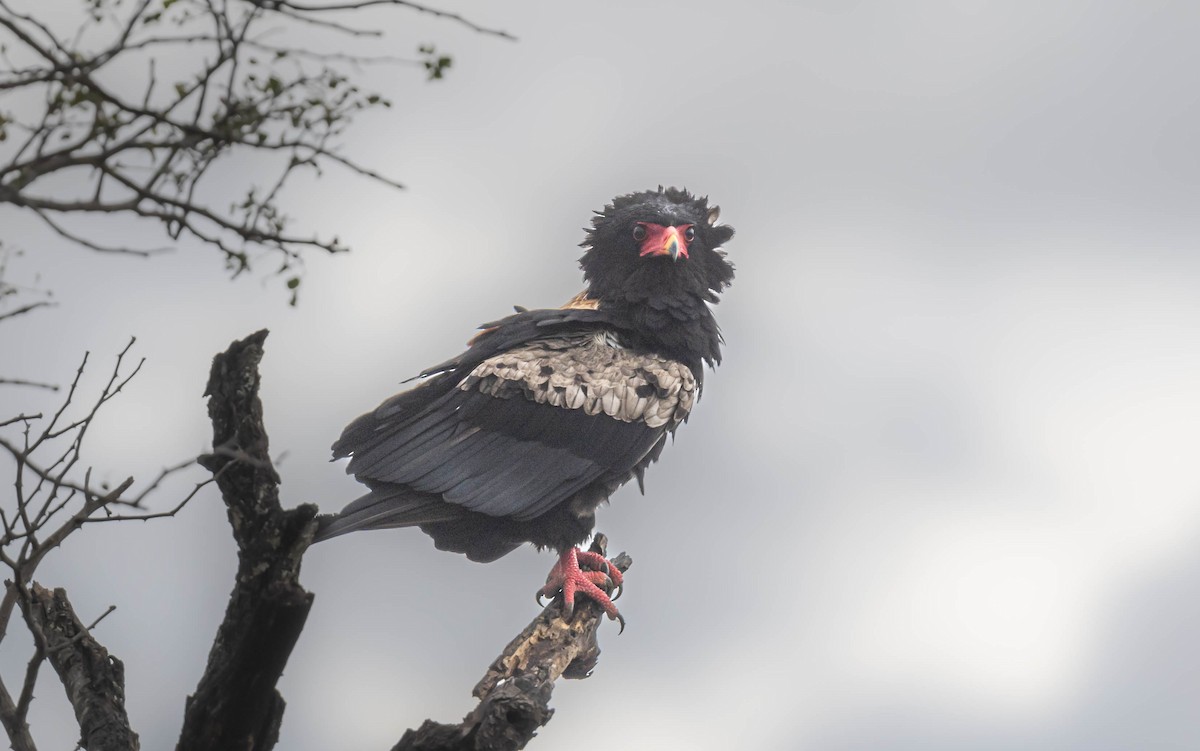 Bateleur des savanes - ML471863601