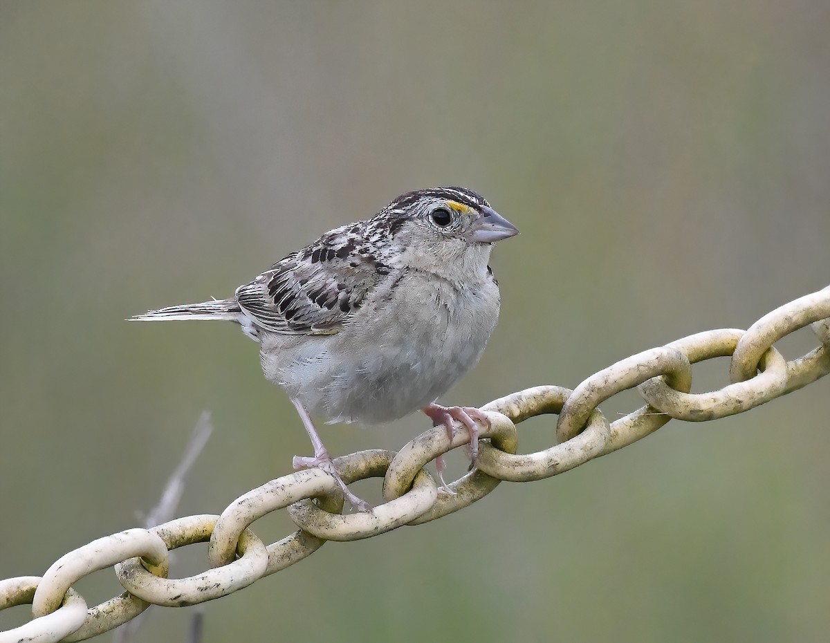 Grasshopper Sparrow - ML471864541