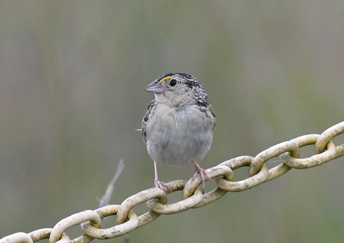 Grasshopper Sparrow - ML471864551