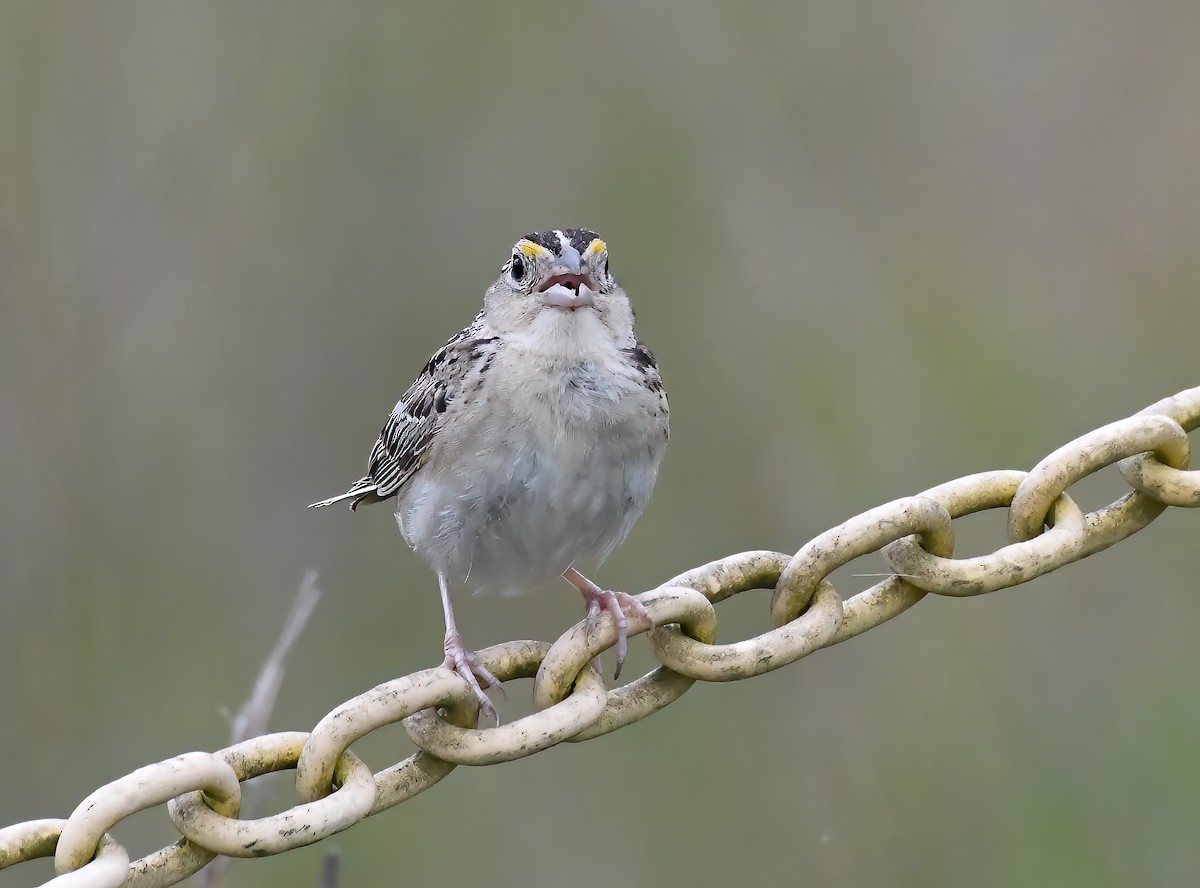 Grasshopper Sparrow - ML471864561