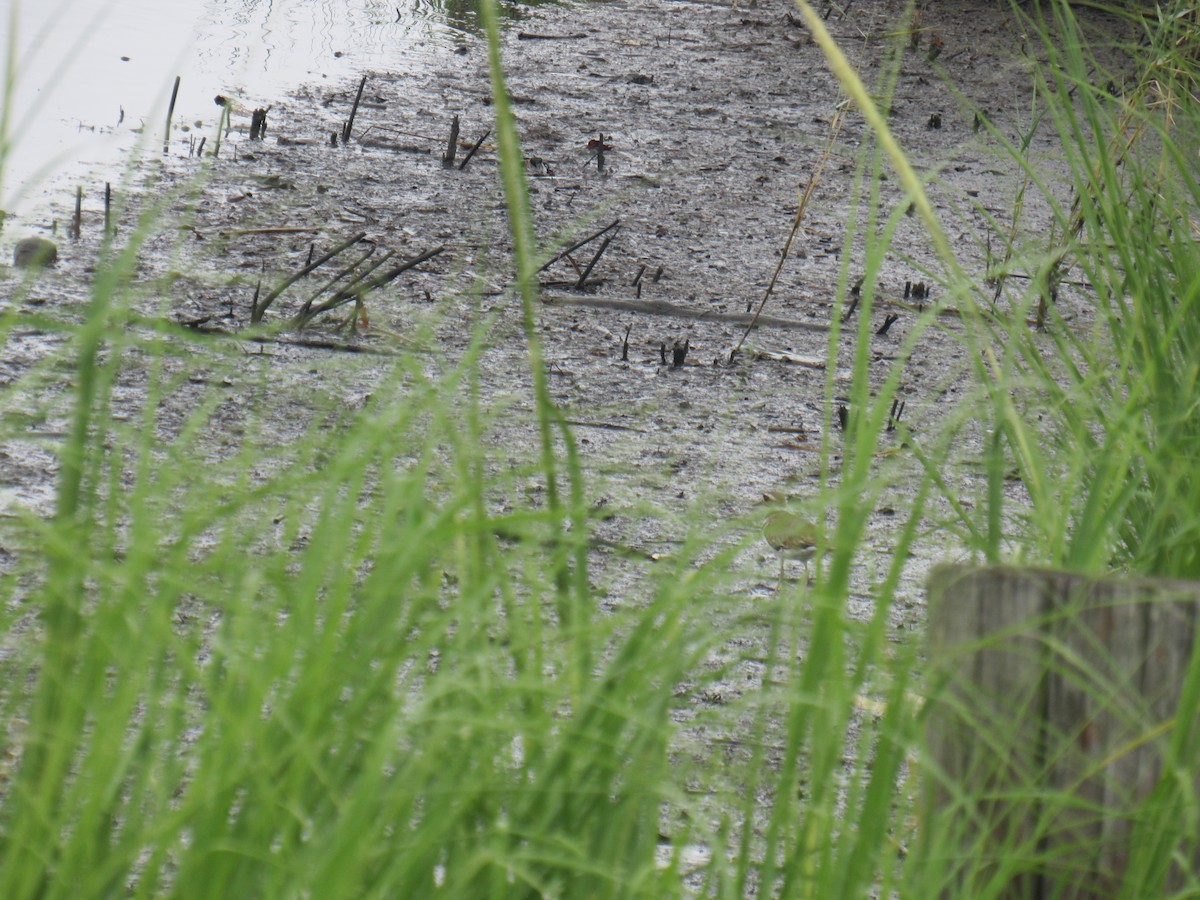 Killdeer - ML471865671
