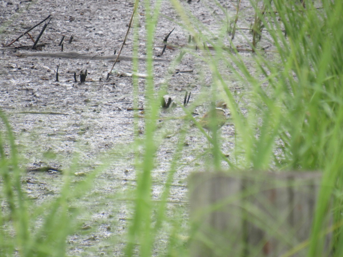 Killdeer - ML471865681