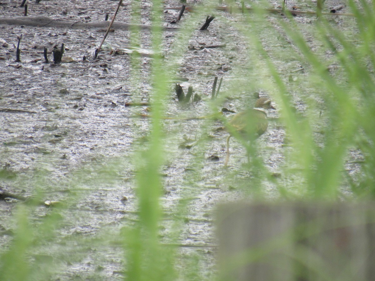 Killdeer - ML471865691