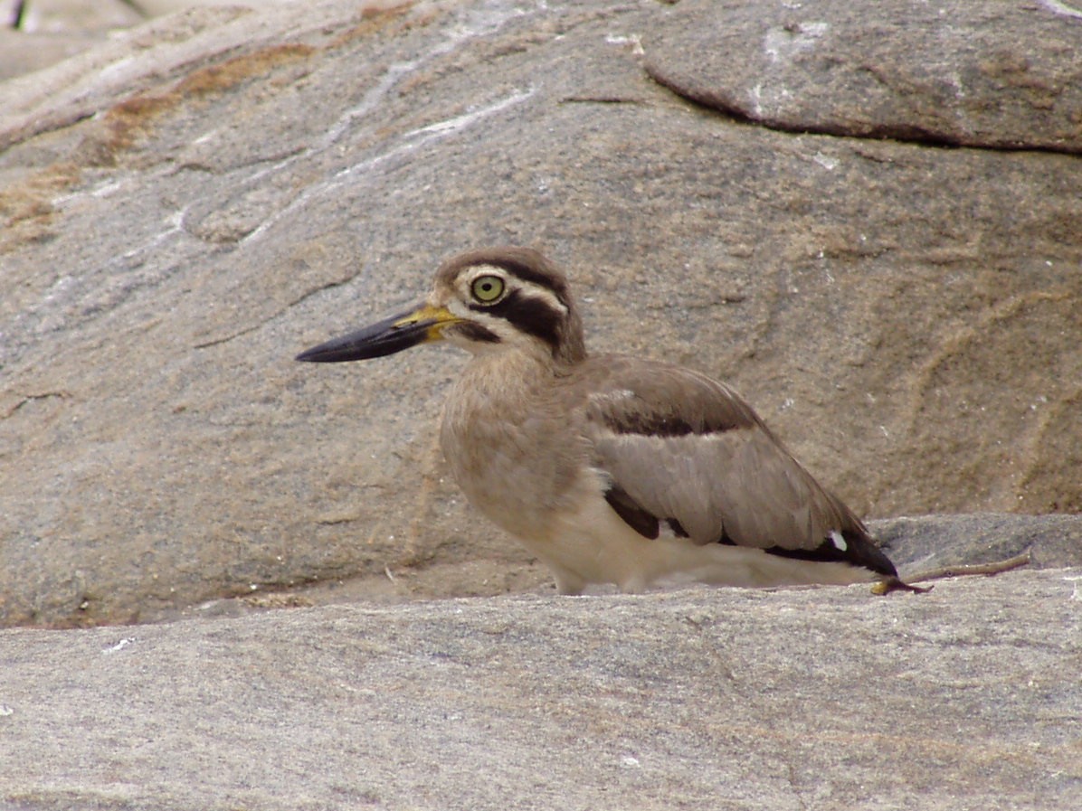 Great Thick-knee - ML471866671