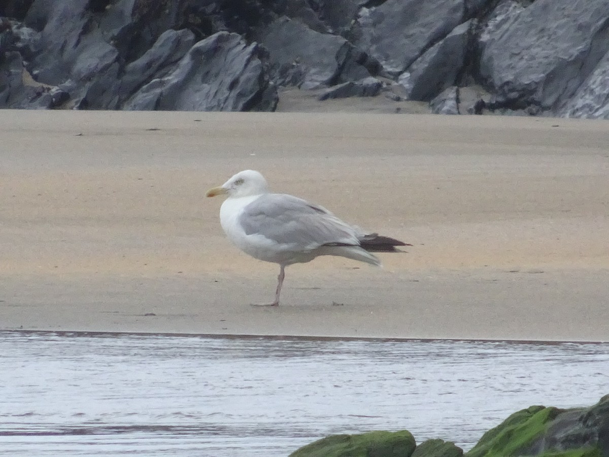 European Herring Gull - ML471867351