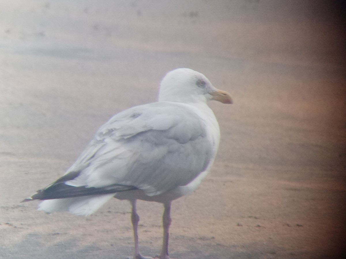 European Herring Gull - ML471867371