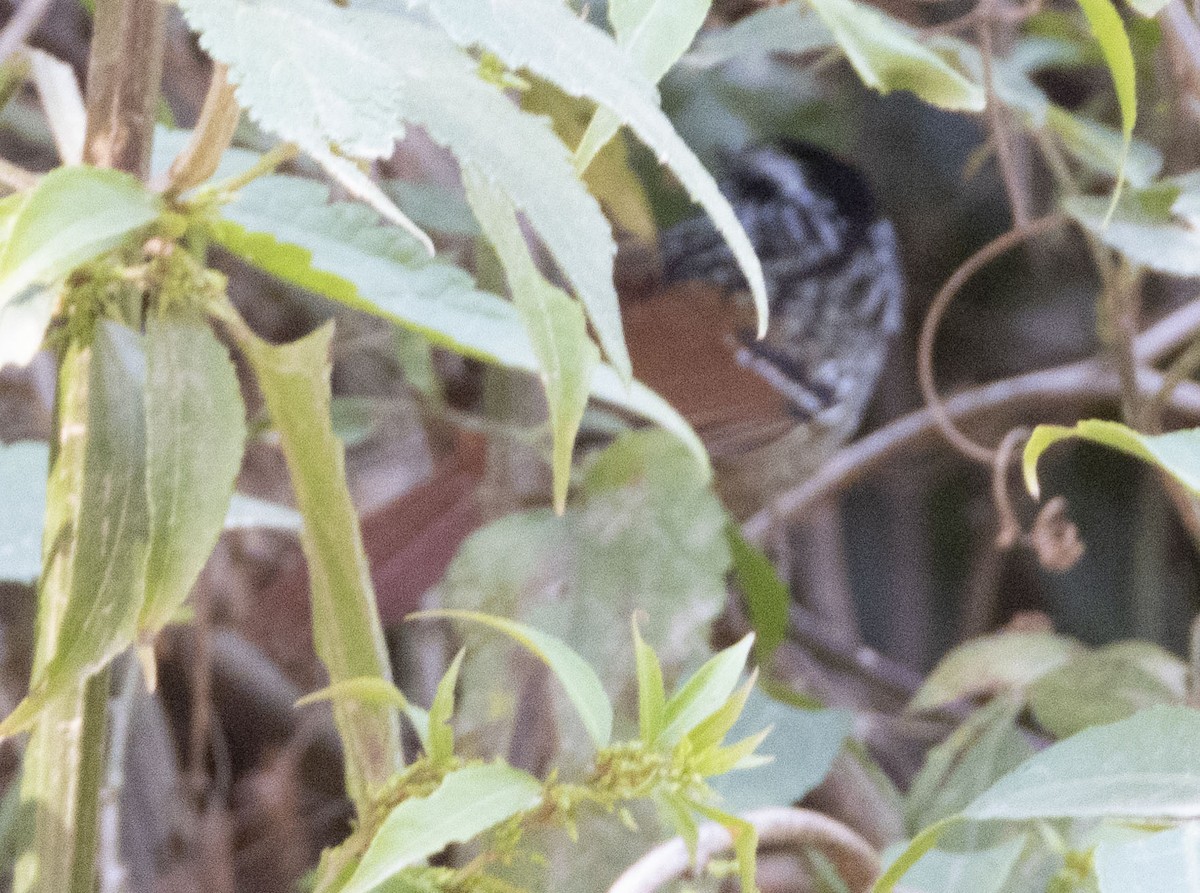 Rufous-tailed Antbird - ML471868391